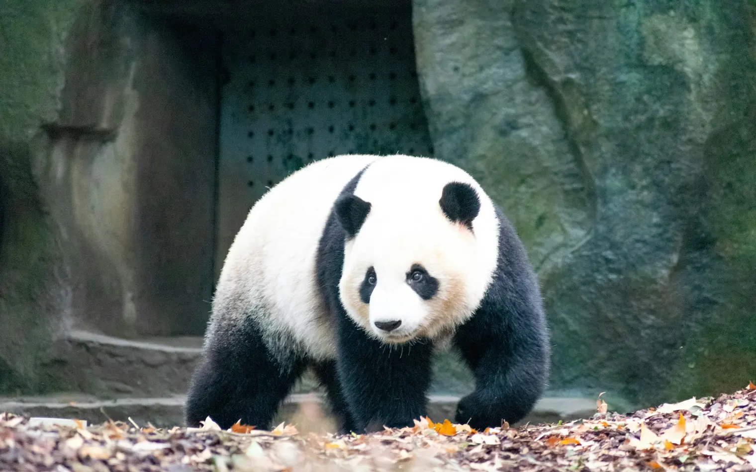 A giant panda walking at the Chengdu Research Base of Giant Panda Breeding, Sichuan, China