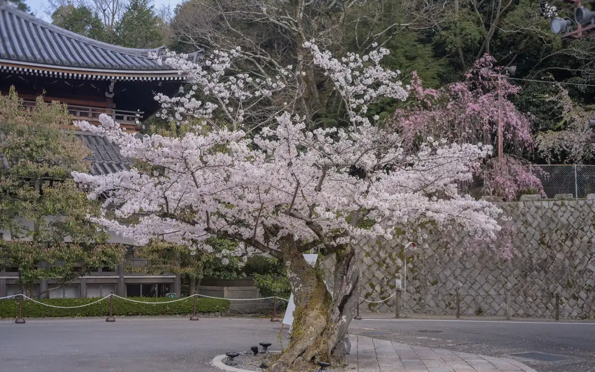 A cherry tree in full bloom in a temple garden, Kyoto, Japan
