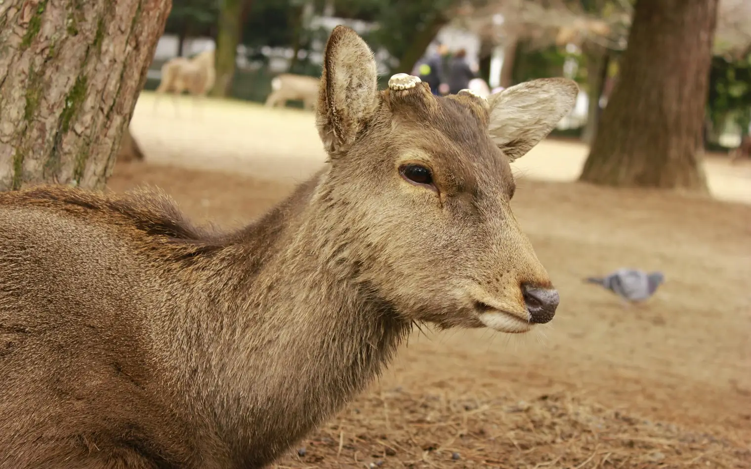A deer under the trees in Nara Park, Japan