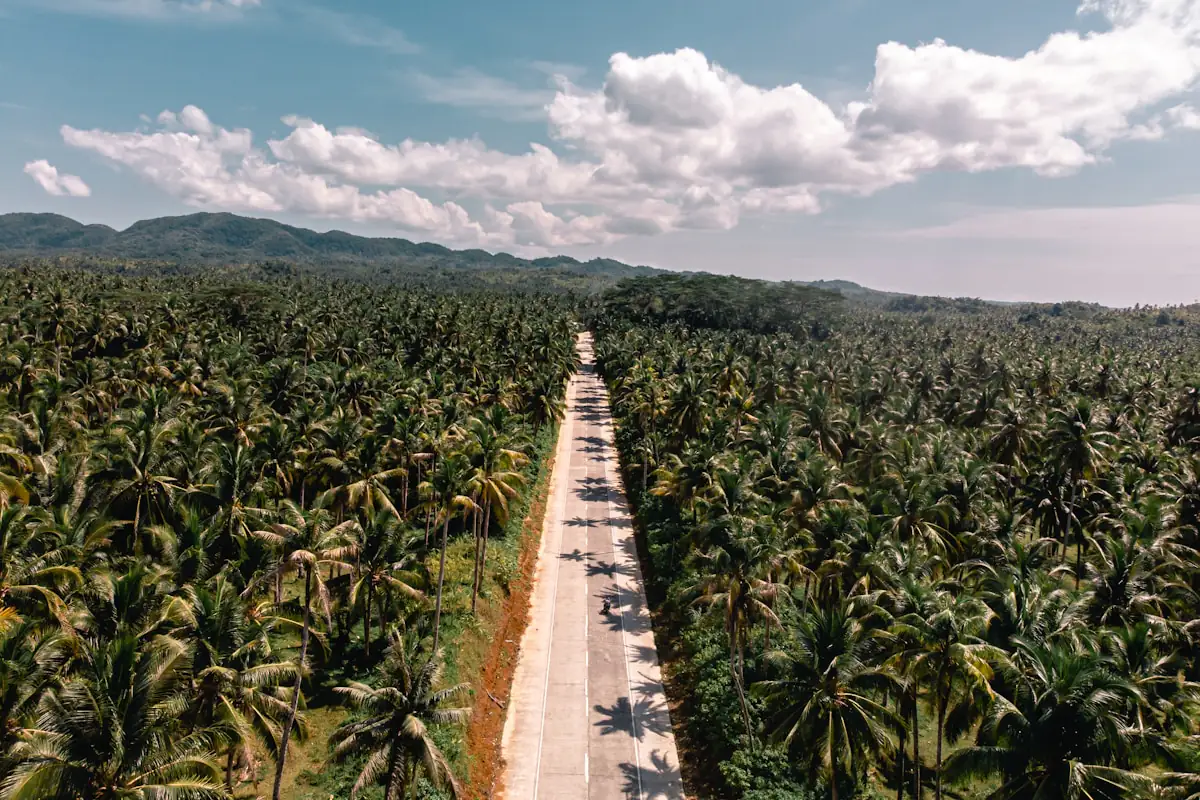 Aerial view of the palm-lined coconut road cutting through the coconut forest on Siargao Island, Philippines
