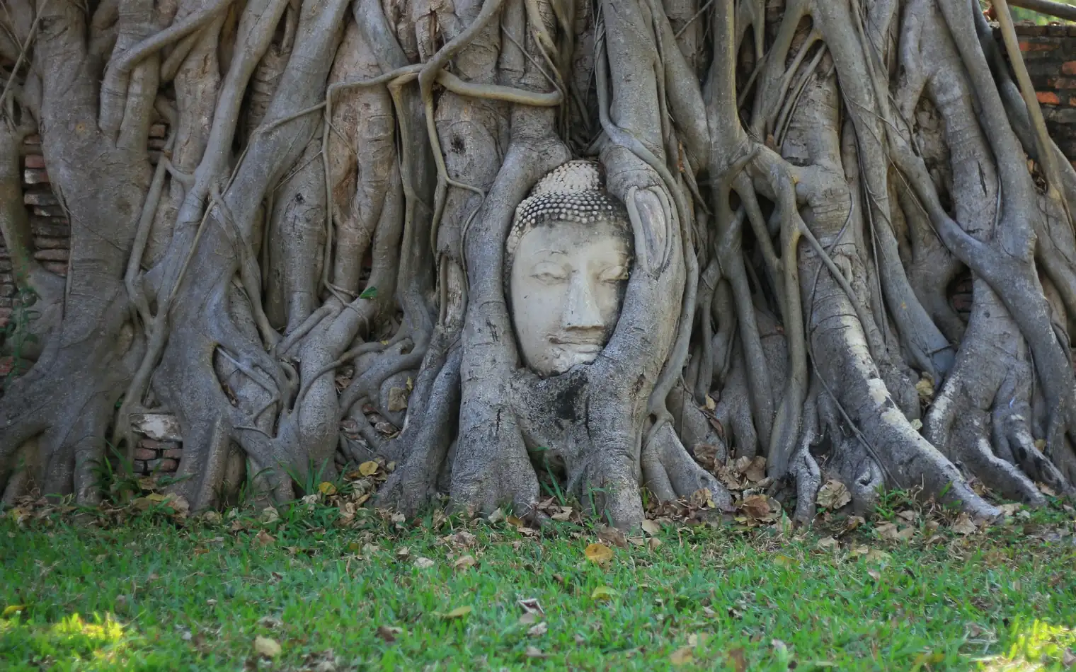 A stone Buddha head embedded in the roots of a banyan tree at Wat Mahathat, Ayutthaya, Thailand